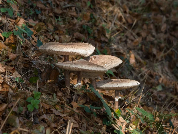 Grzyby Poboczu Drogi — Zdjęcie stockowe