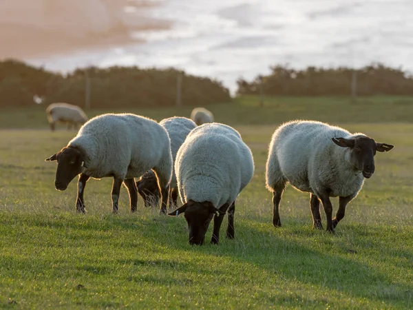 Suffolk koyunları, Doğu Sussex 'teki Seaford Head' de doğan güneş tarafından aydınlatılıyor..