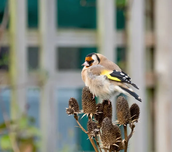 Europeu Goldfinch Adulto Cabeça Sementes Jardim — Fotografia de Stock
