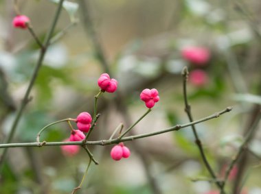 Spindle Tree 'nin pembe meyvesi. Spindle eski ormanların bir göstergesidir..