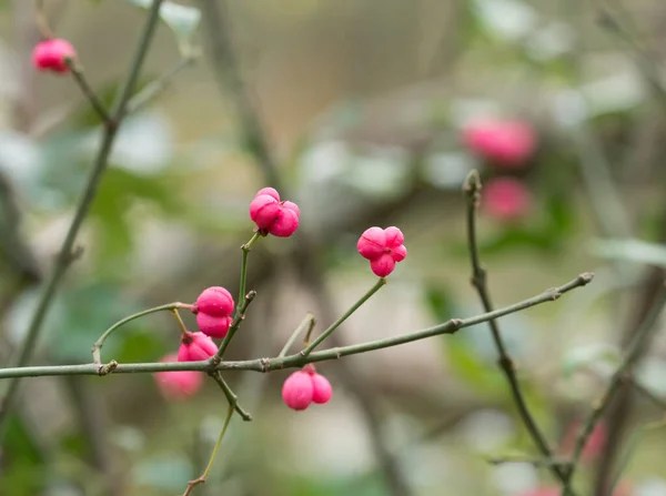 Fruta Rosa Árvore Fuso Fuso Indicador Floresta Antiga — Fotografia de Stock