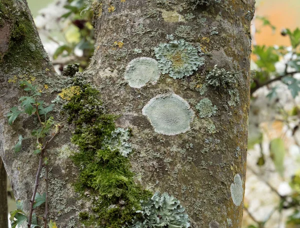 Ağaçlardaki Ağaçta Yeşil Turuncu Lichens Moss Hawthorn Yapraklarıyla — Stok fotoğraf