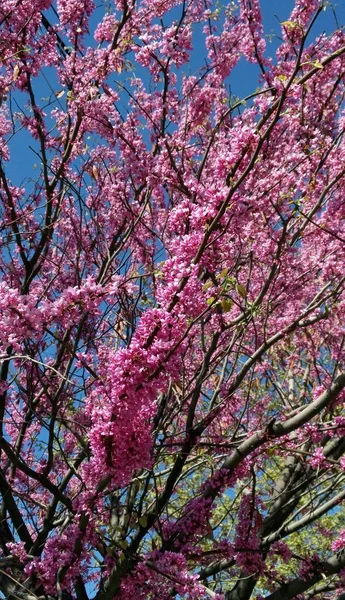 Árbol Flor Primavera —  Fotos de Stock