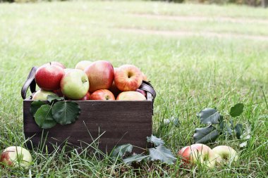 Sendeki yeteneği kendine elma Orchard '
