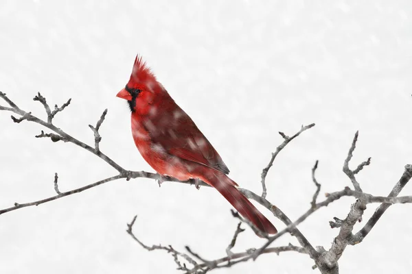 Cardinal mâle dans la neige — Photo