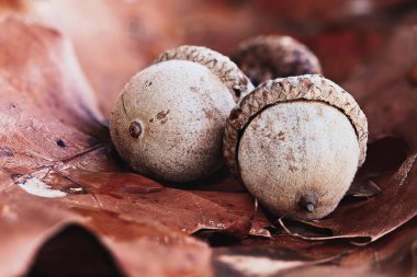 Üç meşe palamutları ve meşe sonbahar yaprakları