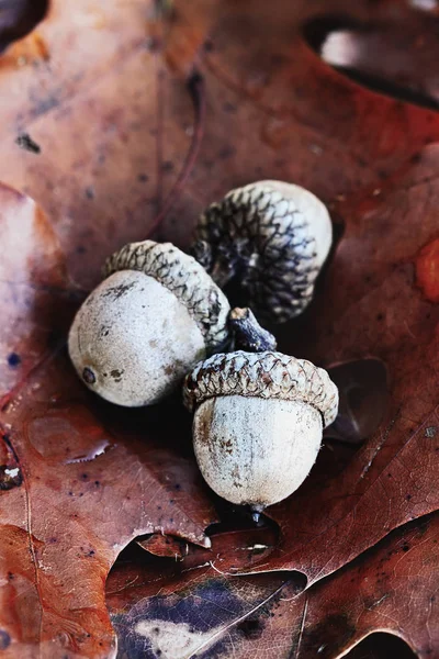 Жолуді і осіннє дубове листя — стокове фото