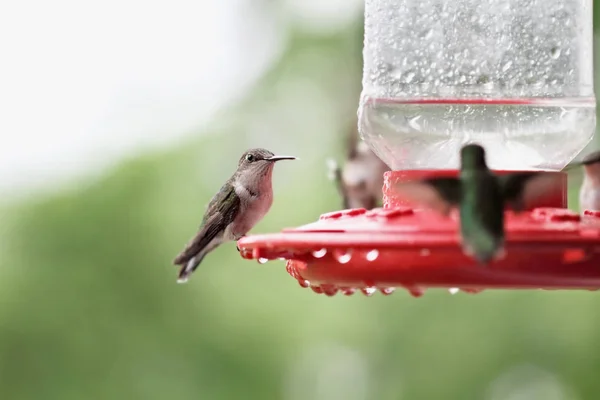 Female Ruby-Throated Hummingbird — Stock Photo, Image