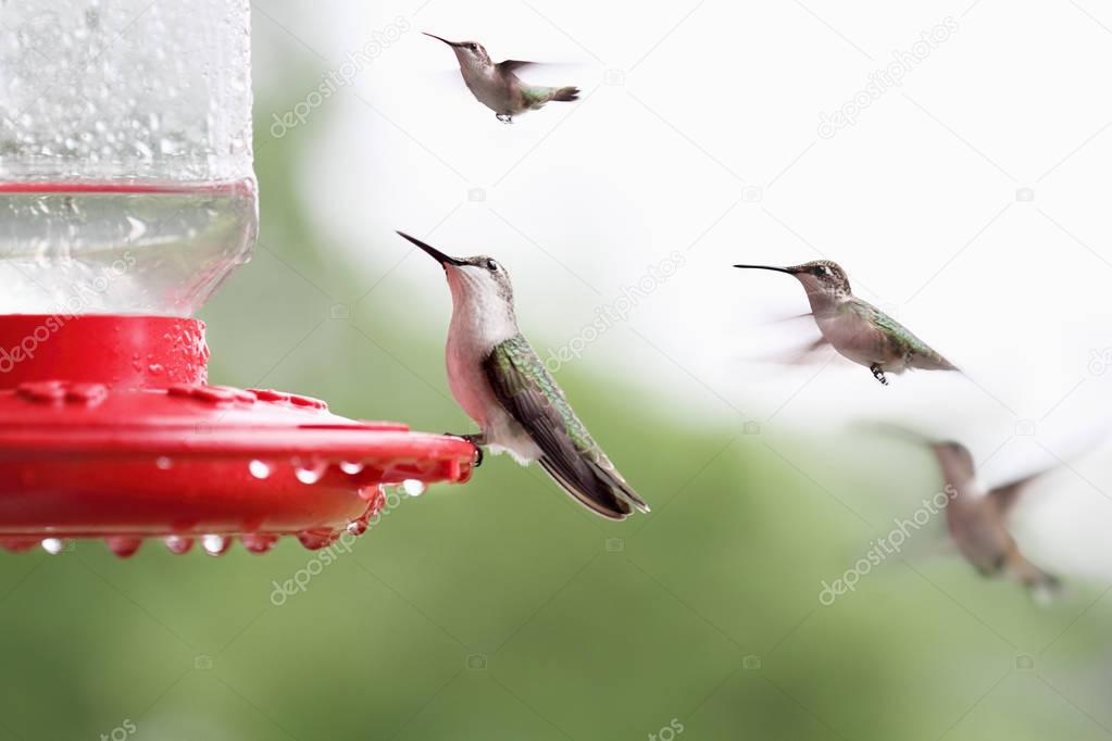 Ruby-Throated Hummingbird Sitting at Feeder