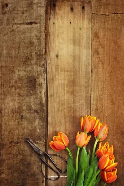 Starožitné nůžky a tulipány — Stock fotografie