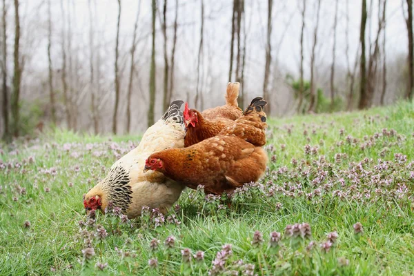 Free range organic chickens in springtime — Stock Photo, Image