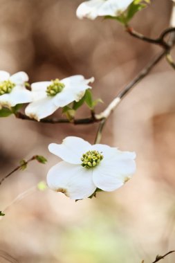 White flowering dogwood tree blossom clipart