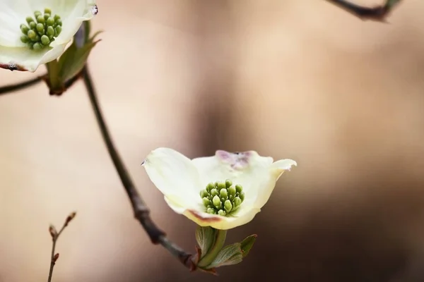 Flor blanca flores de cornejo — Foto de Stock
