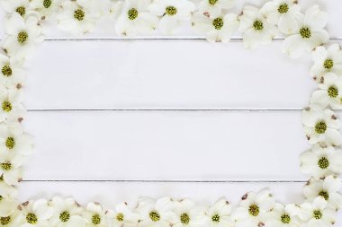 White Flowering Dogwood Blossom Background clipart