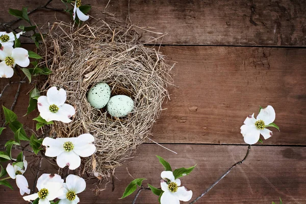 Vogelnest und Eier mit weiß blühenden Hartriegelblüten — Stockfoto