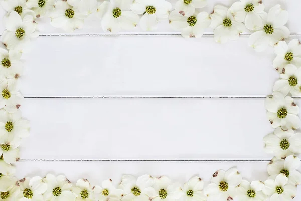 白開花ハナミズキの花背景 — ストック写真