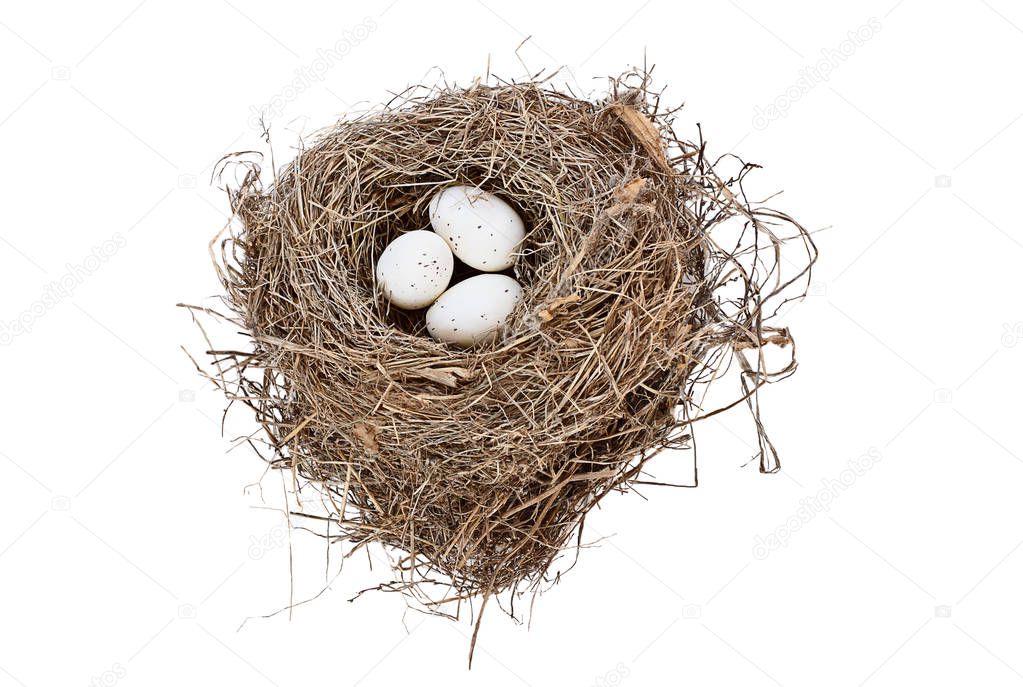 Isolated Bird Nest and Eggs 