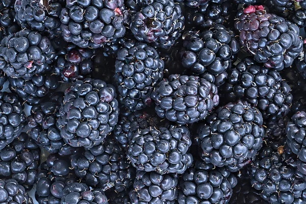Blackberry fruit fond — Photo