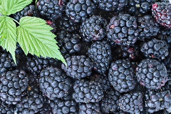 Fundo fresco da fruta da amora preta — Fotografia de Stock