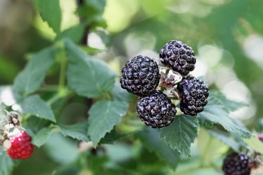 Rubus Occidentali siyah ahududu 