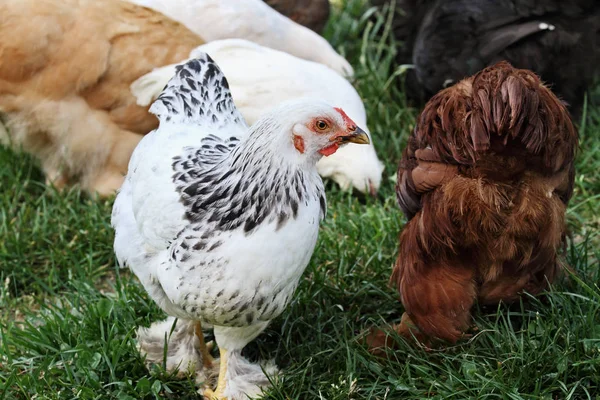 Frigående ekologiska kycklingar i sommar — Stockfoto