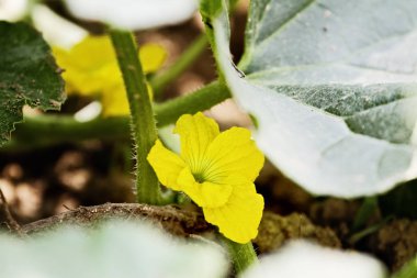 Bir kavun karpuz bitkinin çiçek