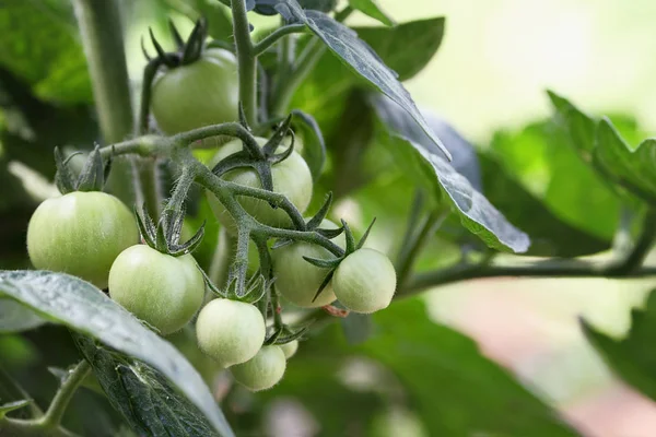 Green Cherry Tomatoes — Stock Photo, Image