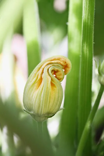 Fechado abobrinha planta flor — Fotografia de Stock