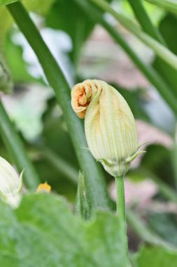 Kabak bitki çiçek