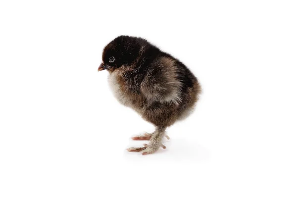 Partridge Cochin eller Pekin Chick — Stockfoto