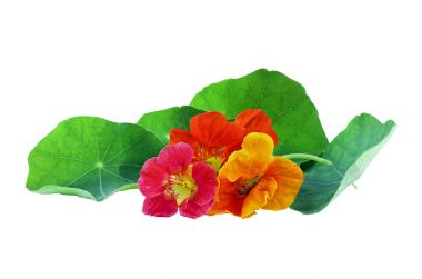 Beyaz bir arka plan üzerinde izole nasturtium