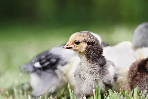 Buff Brahma Chick with Others — Stock Photo, Image
