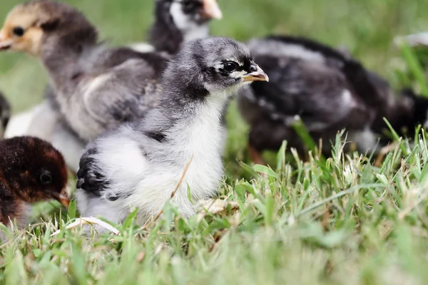 Blue Cochin with other Chicks — Stock Photo, Image