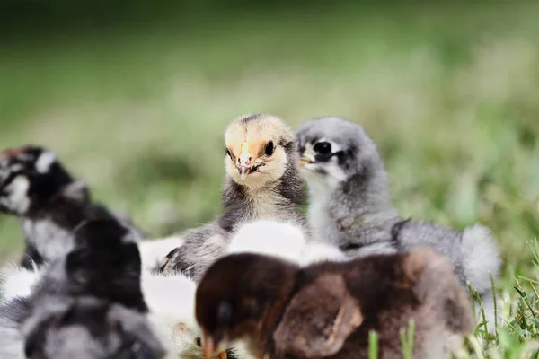 Buff Brahma Chickin centrum smíšená hejna — Stock fotografie