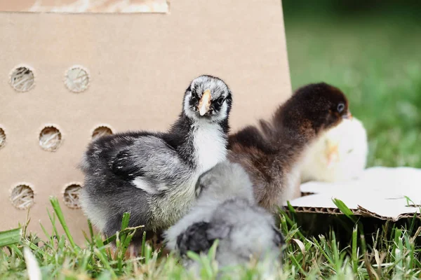 Silver Laced Wyandotte Chick and Cochins — Stock Photo, Image