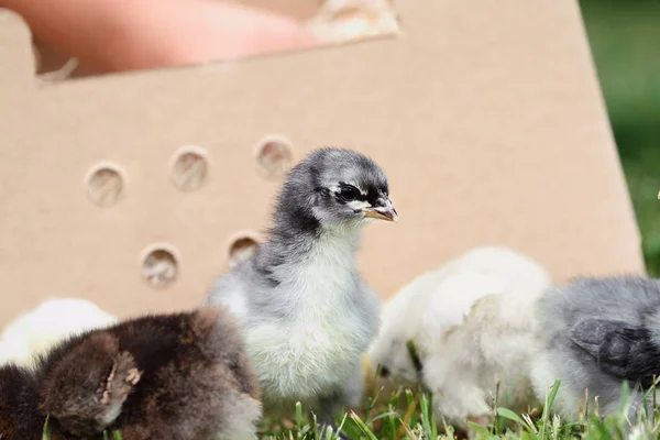 Mail Ordered Blue Cochin Chick with Others — Stock Photo, Image