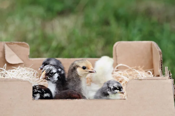 Dát na poštu objednané kuřat — Stock fotografie