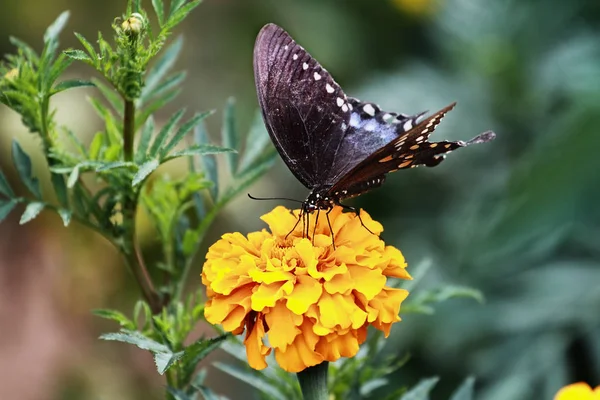 Swallowtail motyl na Nagietek — Zdjęcie stockowe