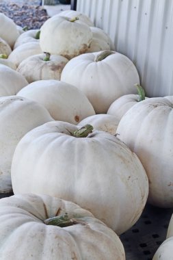 Alanından beyaz kabak