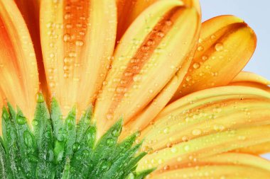 Makro bir turuncu Gerber Daisy arkasında