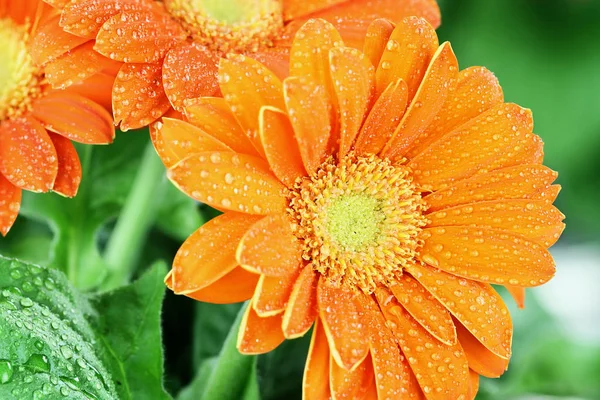 Orangen Gerber Gänseblümchen — Stockfoto