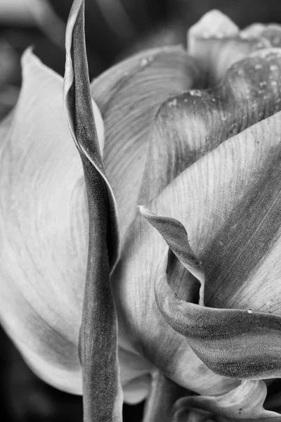 Tulipa em preto e branco — Fotografia de Stock