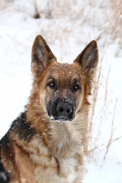 Pastore tedesco Cane nella neve — Foto Stock