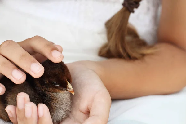 Chica sosteniendo una perdiz Cochin Chick — Foto de Stock