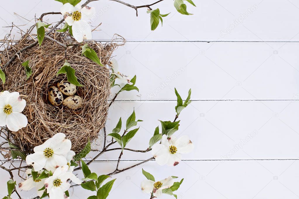 Bird Nest and Eggs with White Flowering Dogwood 