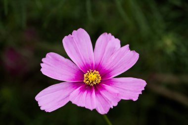 Cosmo çiçek