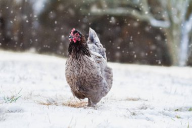Free Range French Blue Copper Maran Hen 
