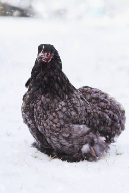 Serbest Mavi Koçin veya Pekin Tavuğu 