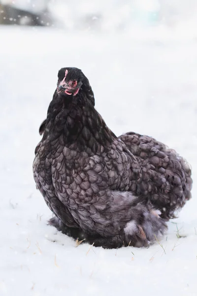 Free Range Blue Cochin or Pekin Hen — Stock Photo, Image