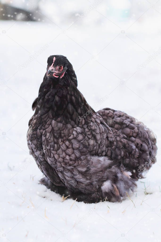 Free Range Blue Cochin or Pekin Hen 